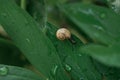 snail close-up macro green leaf drops