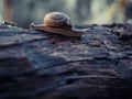 Snail Close-Up: A Macro View of Nature\'s Slow Wanderer on Old Rustic Wood Royalty Free Stock Photo