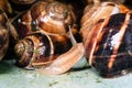 Snail close-up near many collected snails Royalty Free Stock Photo
