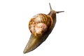 Snail close up Royalty Free Stock Photo