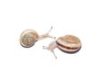 Snail Royalty Free Stock Photo