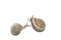 Snail Royalty Free Stock Photo