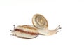 Snail Royalty Free Stock Photo