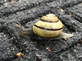 Snail close up