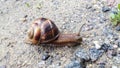 Snail close-up on a stoney ground