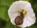 snail close-up white flower morning glory green bokeh background outdoor garden Royalty Free Stock Photo