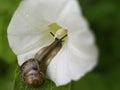 snail close-up white flower morning glory green bokeh background outdoor garden Royalty Free Stock Photo