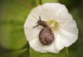 snail close-up white flower morning glory green leaf bokeh background outdoor garden plant macro Royalty Free Stock Photo