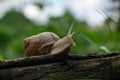 Snail close-up on a wooden plank Royalty Free Stock Photo