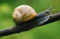 Snail close upl meticulously moving along a branch, showcasing shell and slow pace Royalty Free Stock Photo