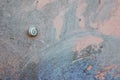 A snail in a closed shell on a wall covered with cement. A snail hangs on wall