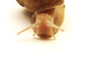 Snail closeup