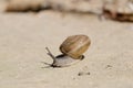 Snail closeup. Burgundy snail (Helix Roman snail edible snail escargot) Royalty Free Stock Photo