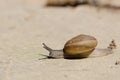 Snail closeup. Burgundy snail (Helix Roman snail edible snail escargot) on the rock. Royalty Free Stock Photo