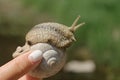 Snail closeup in female hand Royalty Free Stock Photo