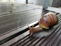 Snail closeup