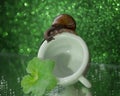 snail closeup green leaf bokeh background Royalty Free Stock Photo