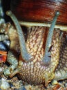 Snail Closeup Macro Schnecke brown