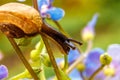 Snail closeup portrait. Little snail in shell crawling on flower and green leaf in garden. Inspirational natural floral spring or Royalty Free Stock Photo