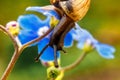 Snail closeup portrait. Little snail in shell crawling on flower and green leaf in garden. Inspirational natural floral Royalty Free Stock Photo