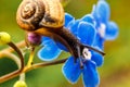 Snail closeup portrait. Little snail in shell crawling on flower and green leaf in garden. Inspirational natural floral spring or Royalty Free Stock Photo