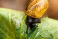 Snail closeup portrait. Little snail in shell crawling on green leaf in garden. Inspirational natural spring or summer background