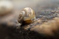 Snail in Closeup Shell Texture Macro Detail of the Mollusk Royalty Free Stock Photo