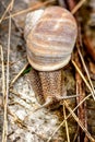 Snail closeup