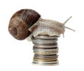 Snail on coins