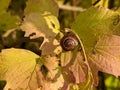 snail on a colored autumn leaf plant closeup photo