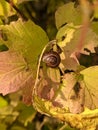 snail on a colored autumn leaf plant closeup photo