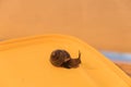 Snail on a colored background