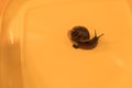 Snail on a colored background