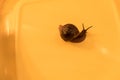 Snail on a colored background