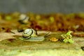 A snail with a colorful house on its back crawls on a flat surface. Royalty Free Stock Photo