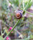 Snail and colors