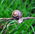 Snail