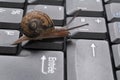 Snail on a computer keyboard Royalty Free Stock Photo