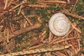 Snail conch on the brown pine needles