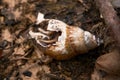 a snail conch burnt after forest fire. forest fire effect