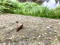 snail on concrete ground, grass in the background Royalty Free Stock Photo