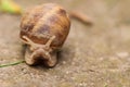 Snail on concrete.Macro photo of snail