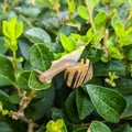 Snail hanging on the hedge - Cornu aspersum syn. Cryptomphalus aspersus  - garden snail Royalty Free Stock Photo