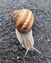 Snail on the road - Cornu aspersum syn. Cryptomphalus aspersus  - garden snail Royalty Free Stock Photo