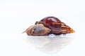 Snail cosmetic on white background