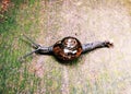 A snail crawing on the ground Royalty Free Stock Photo