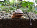 Snail crawing on the rock. Animal life. Royalty Free Stock Photo