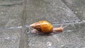 Snail crawl on cement floor