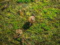 Snail crawl on moss covered floor Royalty Free Stock Photo