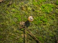 A Snail crawl on moss covered floor Royalty Free Stock Photo